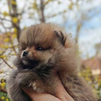 Stenci pomeranca prelepog krzna i izuzetno sitne građe