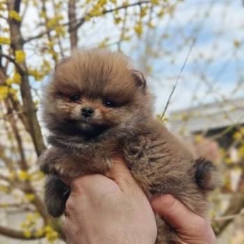 Stenci pomeranca prelepog krzna i izuzetno sitne građe