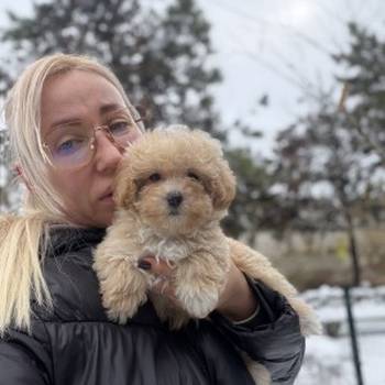 Maltipoo vrhunske genetike