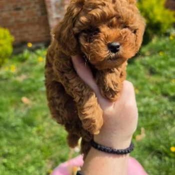 Toy pudle nove bebice