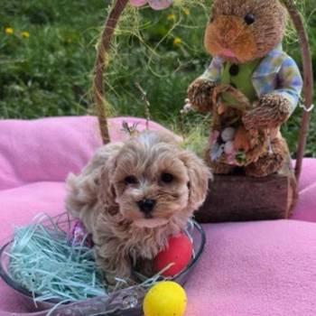 Predstavljamo vam novo leglo bebica maltipoo