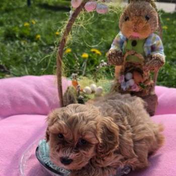 Predstavljamo vam novo leglo bebica maltipoo