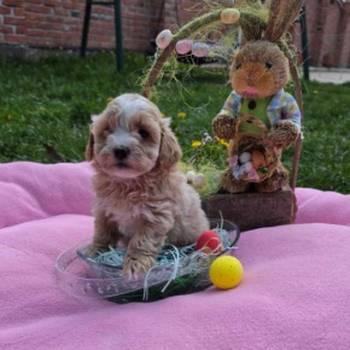 Predstavljamo vam novo leglo bebica maltipoo