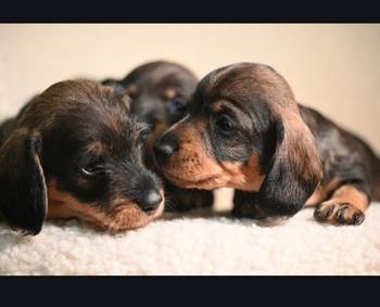 Na prodaju štenci rase oštrodlaki jazavičar - kunićar