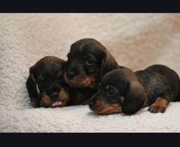 Na prodaju štenci rase oštrodlaki jazavičar - kunićar