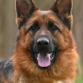 Nemački ovčar ženka