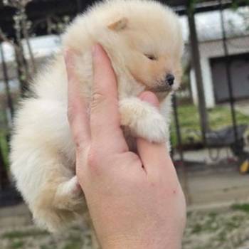 Najlepsi Pomeranci Boo