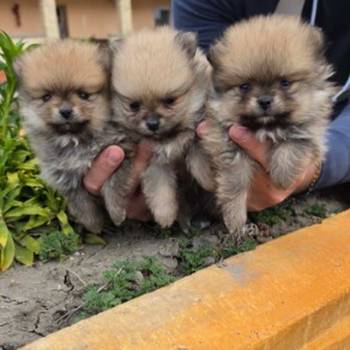 Najlepsi Pomeranci Boo