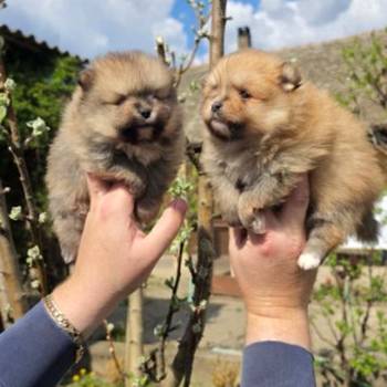 Najlepsi Pomeranci Boo