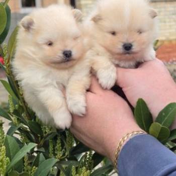 Najlepsi Pomeranci Boo