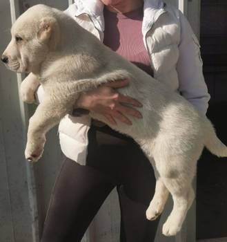 Srednjeazijski ovcar, musko stene