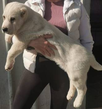 Srednjeazijski ovcar, musko stene