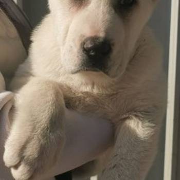 Srednjeazijski ovcar, musko stene