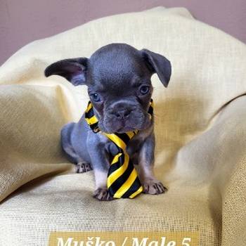 Francuski Bulldog štenci exotik boja
