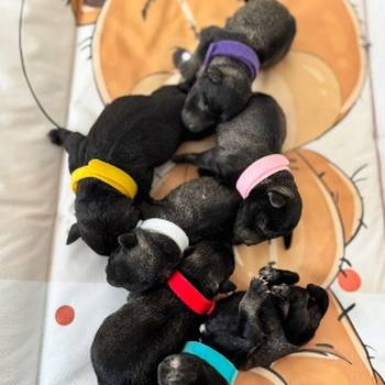 Patuljasti Snaucer prelepi stenci