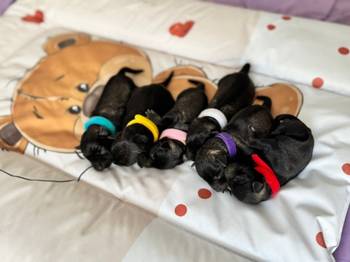 Patuljasti Snaucer prelepi stenci