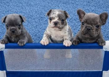 Sivi plavi francuski buldog