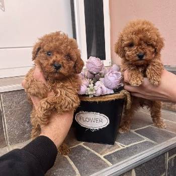 Toy Pudla prelepi štenci