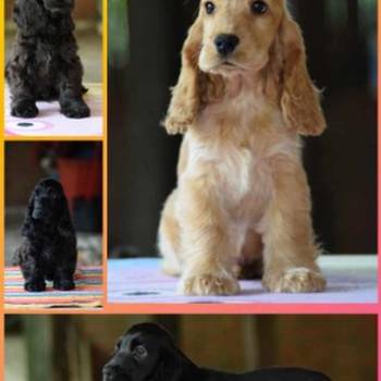 Engleski koker španijel Stenci vrhunskog kvaliteta i porekla