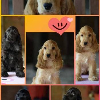 Engleski koker španijel Stenci vrhunskog kvaliteta i porekla