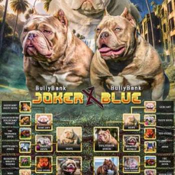 American Bully Ženka je stara 13 meseci, vrhunskog, izuzetnog porekla