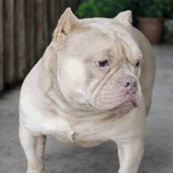 American Bully Ženka je stara 13 meseci, vrhunskog, izuzetnog porekla