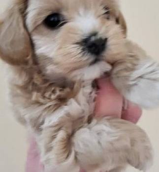 Maltipoo musko stene