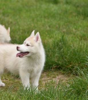 Sibirski haski štenci