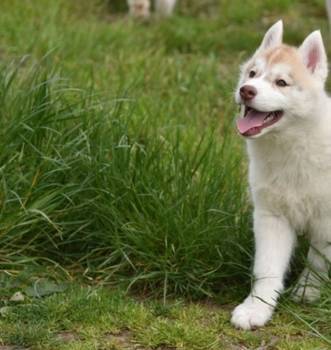 Sibirski haski štenci