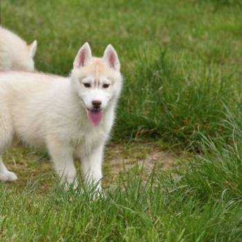 Sibirski haski štenci