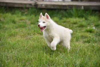 Sibirski haski štenci