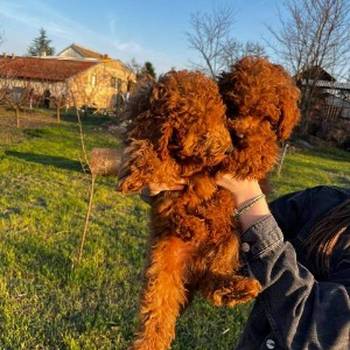 Mini pudle crvene boje