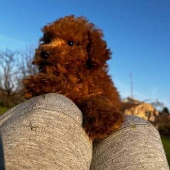 Mini pudle crvene boje