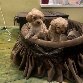 Toy pudle ekstra malog rasta