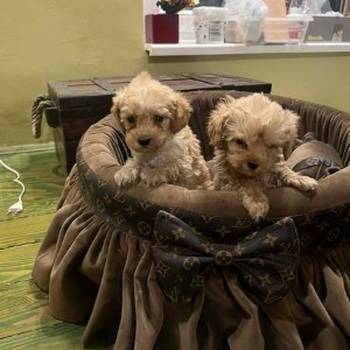 Toy pudle ekstra malog rasta