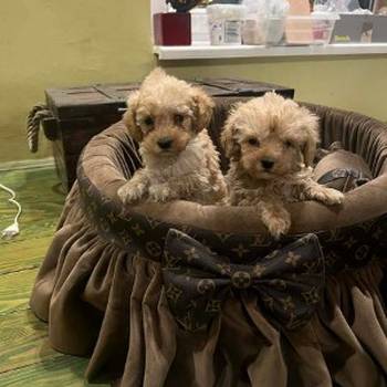 Toy pudle ekstra malog rasta