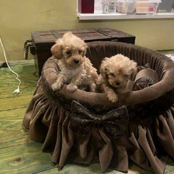 Toy pudle ekstra malog rasta