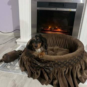 Patuljasti dugodlaki jazavičar, merle ženka