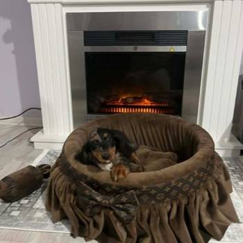 Patuljasti dugodlaki jazavičar, merle ženka