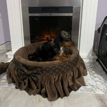 Patuljasti dugodlaki jazavičar, merle ženka