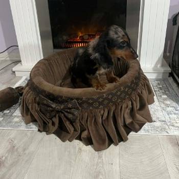 Patuljasti dugodlaki jazavičar, merle ženka