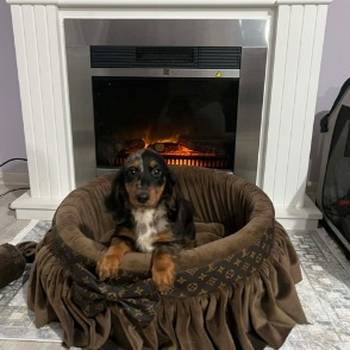 Patuljasti dugodlaki jazavičar, merle ženka