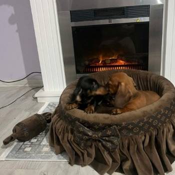 Patuljasti jazavičari kratkodlaki