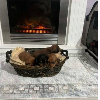 Patuljasti jazavičari kratkodlaki