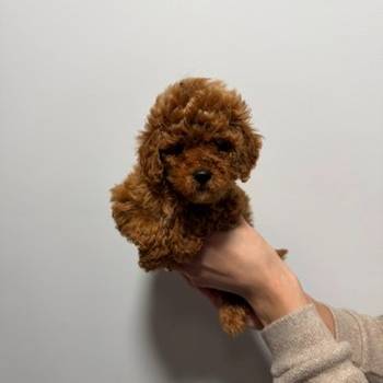 Crvene i aprikot toy pudle