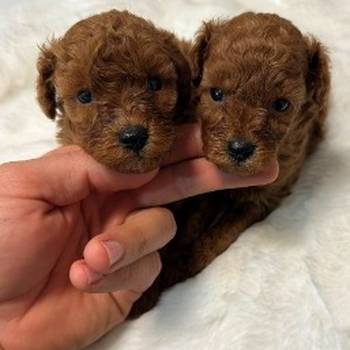 Crvene i aprikot toy pudle