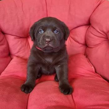 Braon Labrador štenci