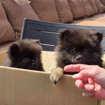 Na prodaju preslatki pomeranci