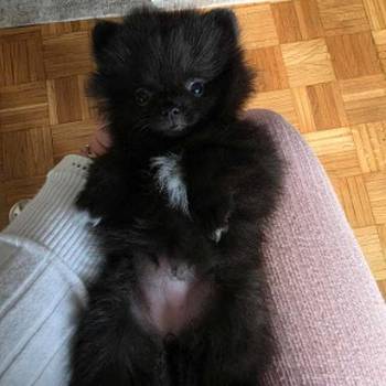 Na prodaju preslatki pomeranci