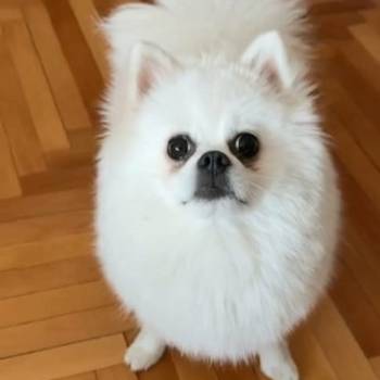 Na prodaju preslatki pomeranci